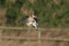 Barn Owl at South Fambridge (Martin Cracknell) (27273 bytes)